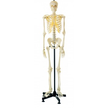 HUMAN SKELETON LIFE-SIZE (MALE) 180CMS TALL
